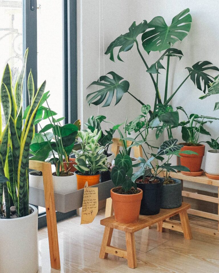 Rośliny oczyszczające powietrze. 5 roślin filtrujących powietrze w domu